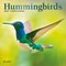 Plato; Hummingbirds | 2027 7 x 14 Inch (Hanging) Monthly Mini Wall Calendar | Foil Stamped Cover; Category:Wall Calendars; Image:2
